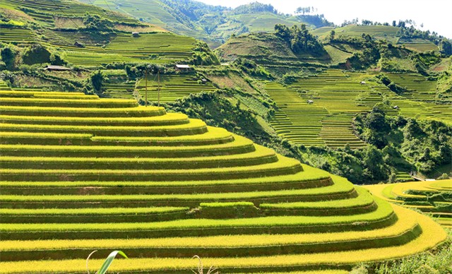 Vẻ đẹp của ruộng bậc thang Mù Cang Chải những ngày này thu hút rất nhiều du khách và các nhiếp ảnh gia trong cả nước tới thưởng ngoạn
