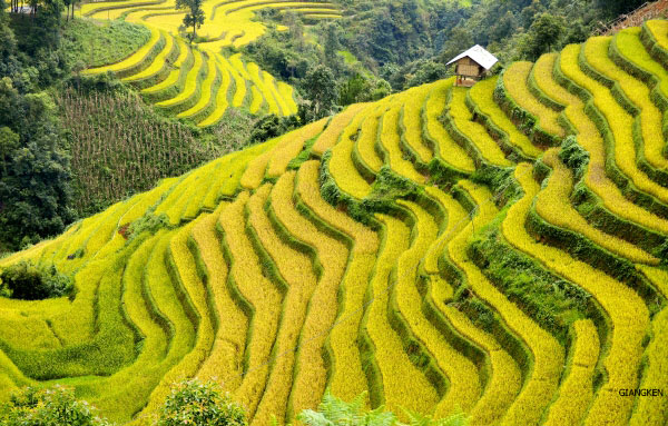 Ruộng bậc thang - công trình kiến trúc nghệ thuật độc đáo được tạo nên bởi sự 13Win18 cá cược thể thao cần cù của nhiều thế hệ đồng bào người Mông, những người “nghệ sĩ nông dân” giữa núi rừng  