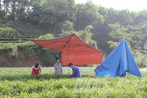 sản xu&acirc;t tr&agrave; xanh c2 &ocirc; long