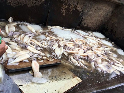 Sò biển lậu, mực đông lạnh nhập lậu tràn về thị trường ViệtSò biển nhập lậu, mực đông lạnh nhập lậu tràn về thị trường Việt Sò biển lậu, mực đông lạnh nhập lậu tràn về thị trường ViệtSò biển nhập lậu, mực đông lạnh nhập lậu tràn về thị trường Việt