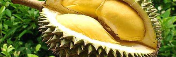 chọn sầu ri&ecirc;ng tươi ngon