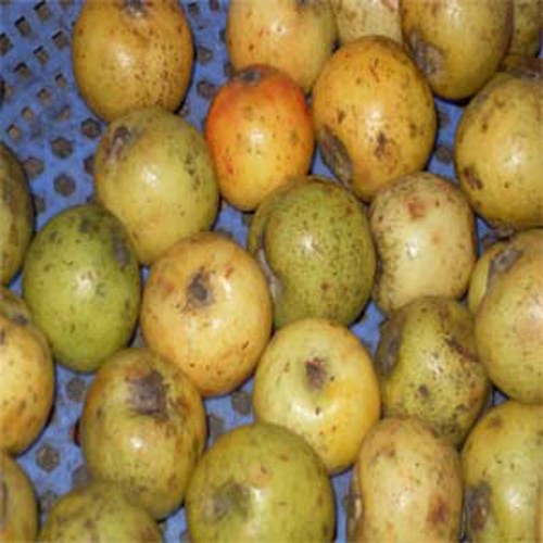 Chuẩn bị nguyên liệu theo tỷ lệ 1kg táo mèo, 100g gừng tươi, 80g đường và 40g muối. Sau khi chọn, đem rửa sạch rồi vớt ra để ráo.