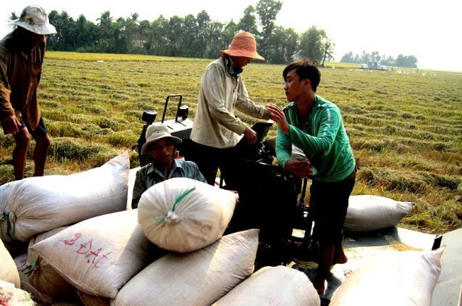 H&igrave;nh thức xuất khẩu gạo chủ yếu của Việt Nam sang Trung Quốc l&agrave; tiểu ngạch nay đ&atilde; bị cấm. Ảnh minh họa