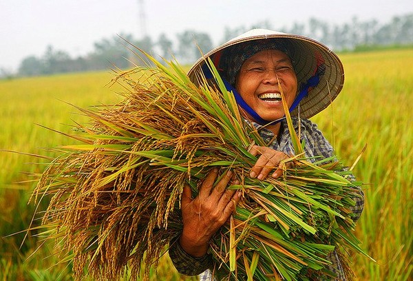 Gi&aacute; l&uacute;a gạo mua v&agrave;o ở ĐB SCL đ&atilde; tăng li&ecirc;n tục từ đầu th&aacute;ng 7 cho tới nay