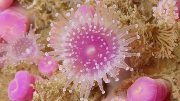 Loài ngọc hải quỳ (Jewel Anemone) rực rỡ với những chiếc xúc tua màu hồng, đỏ, cam thường sinh sống ở khu vực quần đảo Anh và Địa Trung Hải