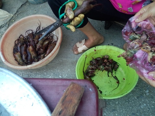 V&igrave; h&aacute;m lợi, nhiều nh&agrave; h&agrave;ng thường tr&agrave; trộn thịt chuột cống v&agrave;o chuột đồng để tăng thu nhập