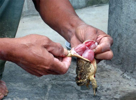 ăn thịt c&oacute;c g&acirc;y ngộ độc chết người