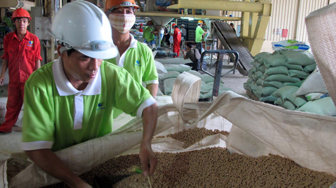 Thức ăn chăn nu&ocirc;i chứa độc chất rất dễ g&acirc;y bệnh cho người sử dụng thịt