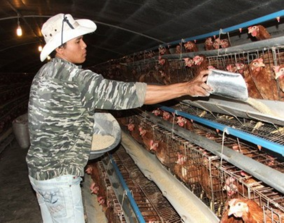 Thức ăn chăn nu&ocirc;i tiềm ẩn nhiều 13Win21 con - Tri ân hội viên mỗi tháng 2000 tỷ độc hại
