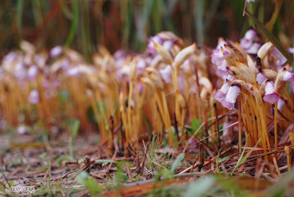 Kẻ ăn b&aacute;m y&ecirc;u kiều - Tai đất ấn Aeginetia indica