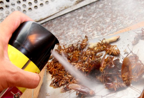Cần ch&uacute; &yacute; khi d&ugrave;ng thuốc diệt c&ocirc;n tr&ugrave;ng để an to&agrave;n cho 13Win19 ưu đãi hấp dẫn