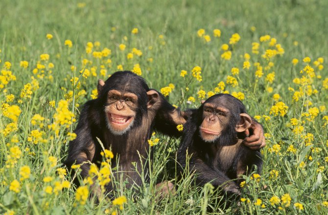Tinh tinh c&oacute; khả năng l&agrave;m t&igrave;nh tuyệt vời