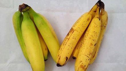 Nếu chuối là loại trái cây ép chín thì có thể nhận thấy nếu tinh ý Nếu chuối là loại trái cây ép chín thì có thể nhận thấy nếu tinh ý