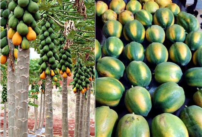 Có thế dễ dàng nhận thấy sự khác biệt giữa trái cây ép chín và chín tự nhiên Có thế dễ dàng nhận thấy sự khác biệt giữa trái cây ép chín và chín tự nhiên