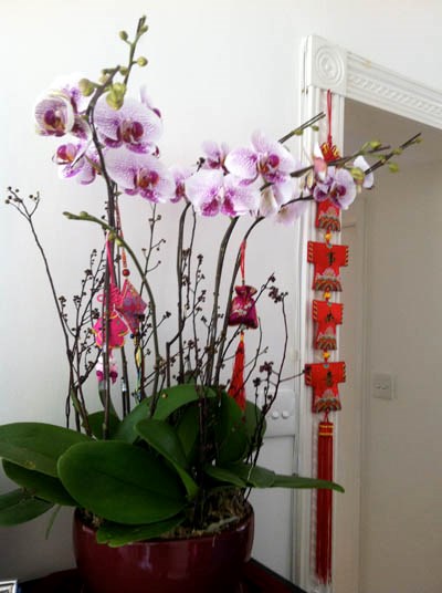 Trang tr&iacute; nh&agrave; bằng hoa lan gi&uacute;p c&oacute; th&ecirc;m nhiều lựa chọn l&agrave;m đẹp khồng gian sống