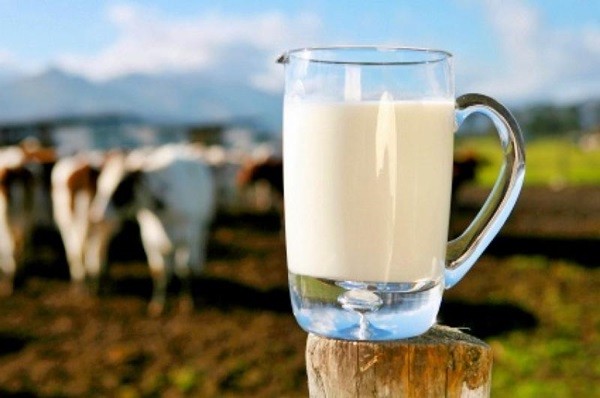 Sữa th&ocirc; tiềm ẩn nhiều vi khuẩn dễ g&acirc;y hại cho trẻ em
