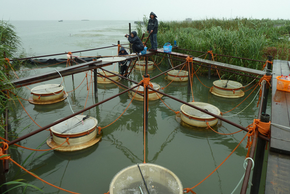 C&aacute;c nh&agrave; khoa học đang nghi&ecirc;n cứu hiện tượng vi khuẩn lam b&ugrave;ng nổ tại hồ Taihu, Trung Quốc