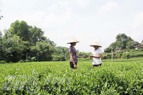 vườn ch&egrave; của c&ocirc;ng ty Th&aacute;c D&agrave;i