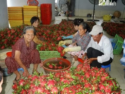 Nguy&ecirc;n nh&acirc;n sấu xa của việc gi&aacute; thanh long B&igrave;nh Thuận giảm mạnh l&agrave; do n&ocirc;ng d&acirc;n ph&aacute; vỡ quy hoạch 