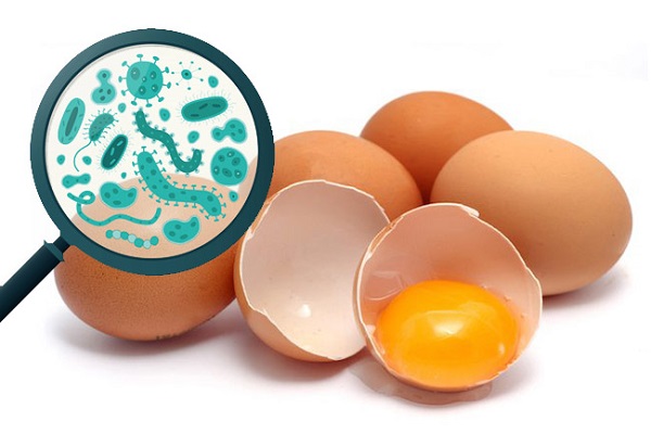 Salmonella c&oacute; thể l&acirc;y nhiễm qua 13Win OKVIP Cá cược bóng đá, đặc biệt l&agrave; qua trứng v&agrave; thịt gia cầm. Ảnh: Internet.