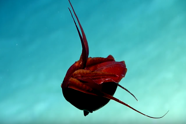  H&igrave;nh d&aacute;ng cổ qu&aacute;i của lo&agrave;i sinh vật mới được ph&aacute;t hiện. Ảnh: NOAA Ocean Explorer