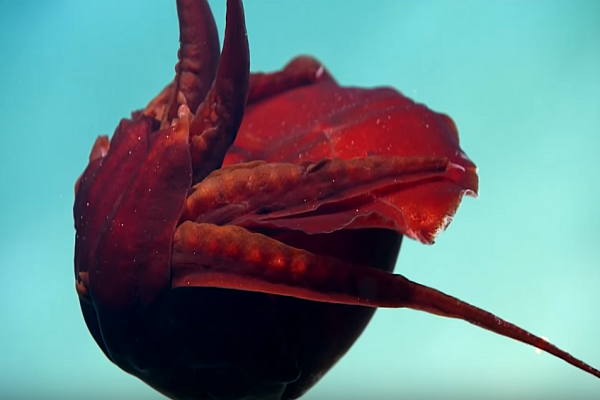 Những chiếc x&uacute;c tu bị uốn cong một c&aacute;ch bất thường. Ảnh: NOAA Ocean Explorer