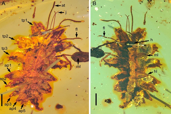  Mẫu h&oacute;a thạch của 2 ấu tr&ugrave;ng lo&agrave;i bọ c&aacute;nh ren mới được ph&aacute;t hiện. Ảnh: Nanjing Institute of Geology and Palaeontology.