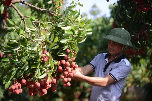 chọn vải tươi
