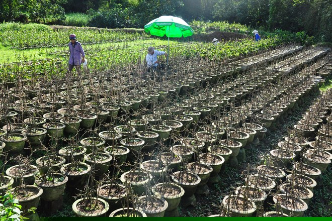 Tin tức mới cập nhật ng&agrave;y 18/1/2015: L&agrave;ng tr&ocirc;ng mai lớn nhất miền Trung đang tất bật thu hoạch với kỳ vọng thu về tiền tỷ