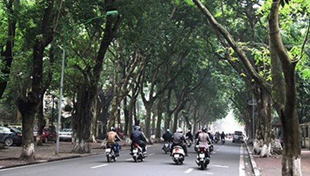 Tin tức mới cập nhật 24h ng&agrave;y 17/03/2015 đưa tin C&acirc;y long n&atilde;o - đặc sản H&agrave; Nội sẽ được trồng trước s&acirc;n bay T&acirc;n Sơn Nhất