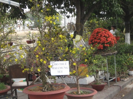 Mai bán không được, nhiều thương lái chuyển sang cho thuê là một trong những tin tức mới cập nhật 24h hôm nay