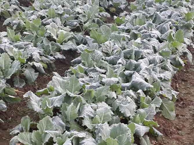 Dự b&aacute;o thời tiết ng&agrave;y mai 14/1/2015, sương muối tấn c&ocirc;ng c&ugrave;ng n&uacute;i Sa Pa v&agrave;o đ&ecirc;m nay rạng s&aacute;ng ng&agrave;y mai