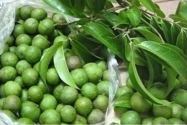 Kh&acirc;u chọn mua sấu ảnh hưởng quan trọng đến c&aacute;ch bảo quản quả sấu tươi
