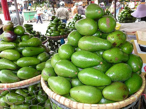C&aacute;ch chọn bơ ngon phải ch&uacute; &yacute; về h&igrave;nh d&aacute;ng, m&agrave;u sắc cũng như độ mềm