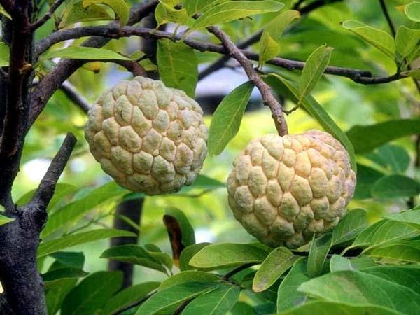 Th&aacute;ng 8 về l&agrave; m&ugrave;a của những quả na thơm ngon, ngọt lịm