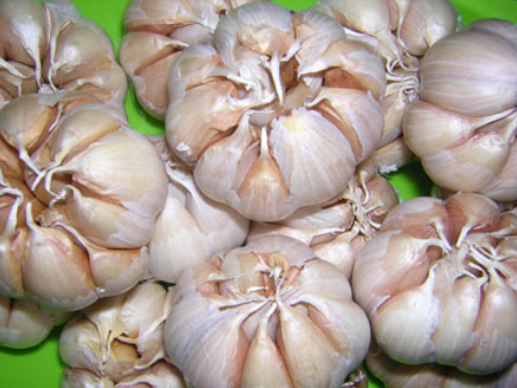 Tỏi l&agrave; gia vị được d&ugrave;ng hằng ng&agrave;y, đồng thời cũng l&agrave; vị thuốc chữa bệnh rất tốt