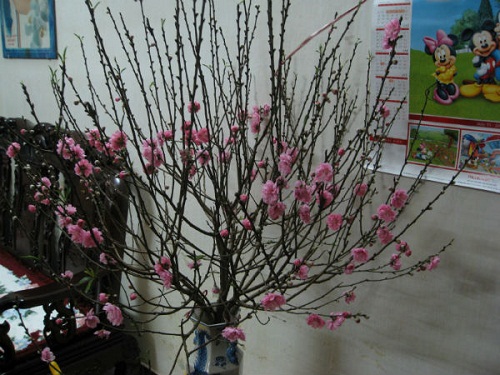 N&ecirc;n thay nước v&agrave; rửa phần gốc cho c&agrave;nh đ&agrave;o để đ&agrave;o kh&ocirc;ng bị thối gốc