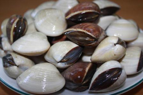 Ngao l&agrave; một trong những nguy&ecirc;n liệu ch&iacute;nh cho m&oacute;n ngao hấp dứa thơm ngọt
