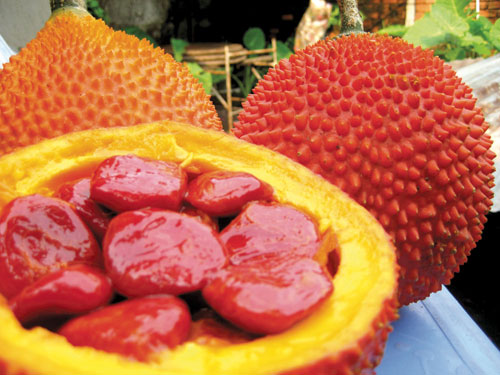 Gấc l&agrave; một nguy&ecirc;n liệu kh&ocirc;ng thể thiếu trong c&aacute;ch nấu x&ocirc;i gấc