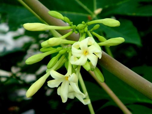 C&aacute;ch trị ho với c&aacute;c b&agrave;i thuốc từ hoa đu đủ đực đ&atilde; c&oacute; từ rất l&acirc;u