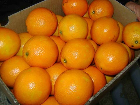 Cam Trung Quốc c&oacute; m&agrave;u tươi, s&aacute;ng b&oacute;ng, vỏ l&aacute;ng mịn