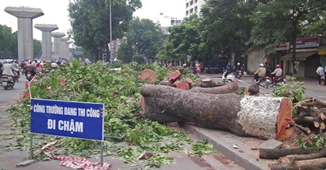 H&agrave; Nội chặt hạ 6.700 c&acirc;y xanh, người d&acirc;n lo lắng l&agrave; tin tức mới cập nhật ng&agrave;y 18/03/2015