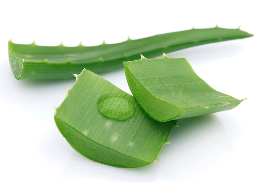 Chữa ch&aacute;y nắng đơn giản m&agrave; hiệu quả từ c&acirc;y nha đam
