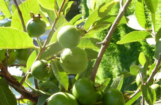 L&aacute; ổi c&oacute; c&ocirc;ng dụng chữa bệnh đau răng v&ocirc; c&ugrave;ng hiệu nghiệm
