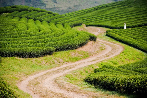 Thời tiết Mộc Ch&acirc;u m&aacute;t mẻ, trong l&agrave;nh rất th&iacute;ch hợp để đi du lịch