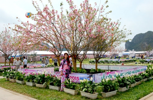 Lễ hội hoa Anh đào Hạ Long là hoạt động thường niên, đây là lần thứ 3 diễn ra ở thành phố này