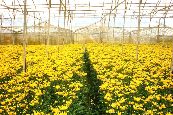 Tin tức mới cập nhật 24h ng&agrave;y 23/1/2015: Hoa c&uacute;c nở sớm, rớt gi&aacute; mạnh khiến n&ocirc;ng d&acirc;n phải nhổ bỏ