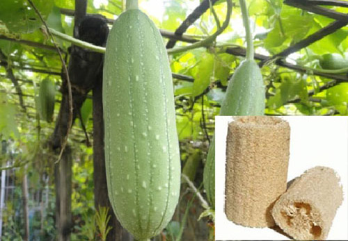 Quả mướp gi&uacute;p trị đau nhức thần kinh, đau đầu với c&aacute;c b&agrave;i thuốc đơn giản