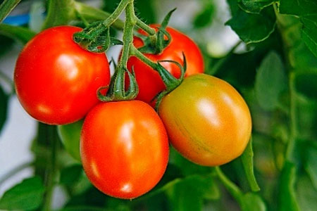 C&agrave; chua n&ecirc;n chọn những quả chắc tay, cuống c&ograve;n tươi