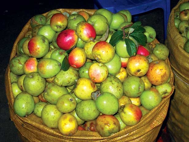 Ph&acirc;n biệt t&aacute;o m&egrave;o chuẩn dựa v&agrave;o h&igrave;nh d&aacute;ng v&agrave; m&agrave;u sắc b&ecirc;n ngo&agrave;i